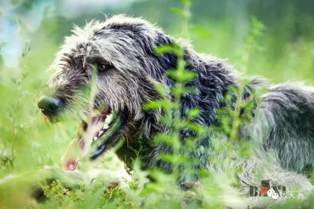 视频2019年西敏寺犬展爱尔兰猎狼犬bob由八喜犬舍特约点播