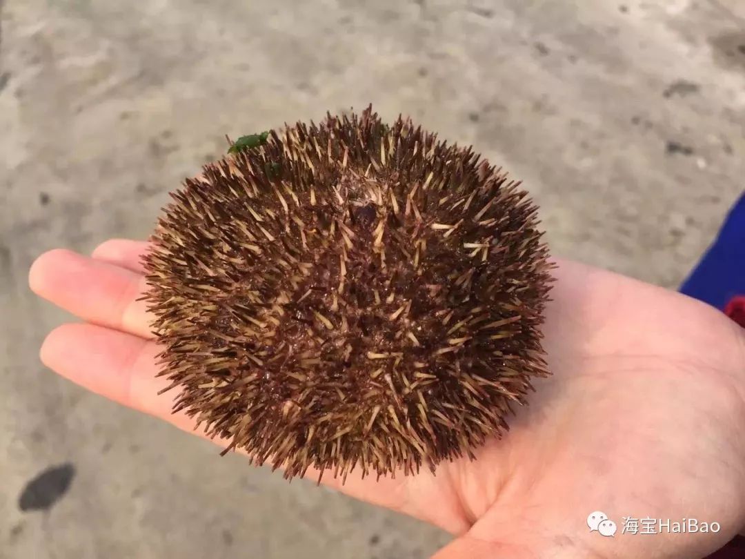 出品的海胆主要有两类,一个是引进的日本品种,虾夷马粪海胆(就是俗称