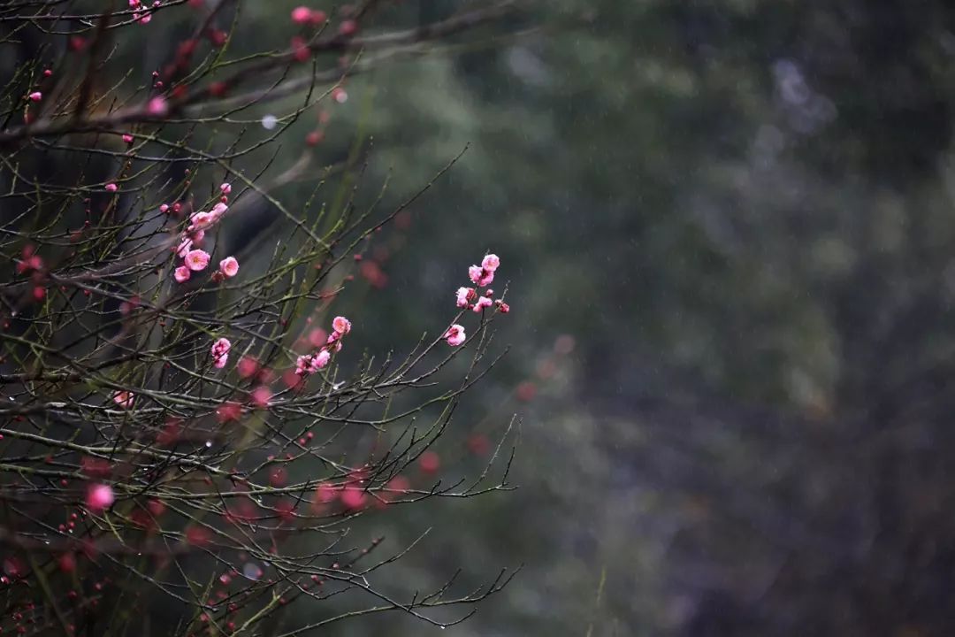 知否知否,梅花飘落皆为诗