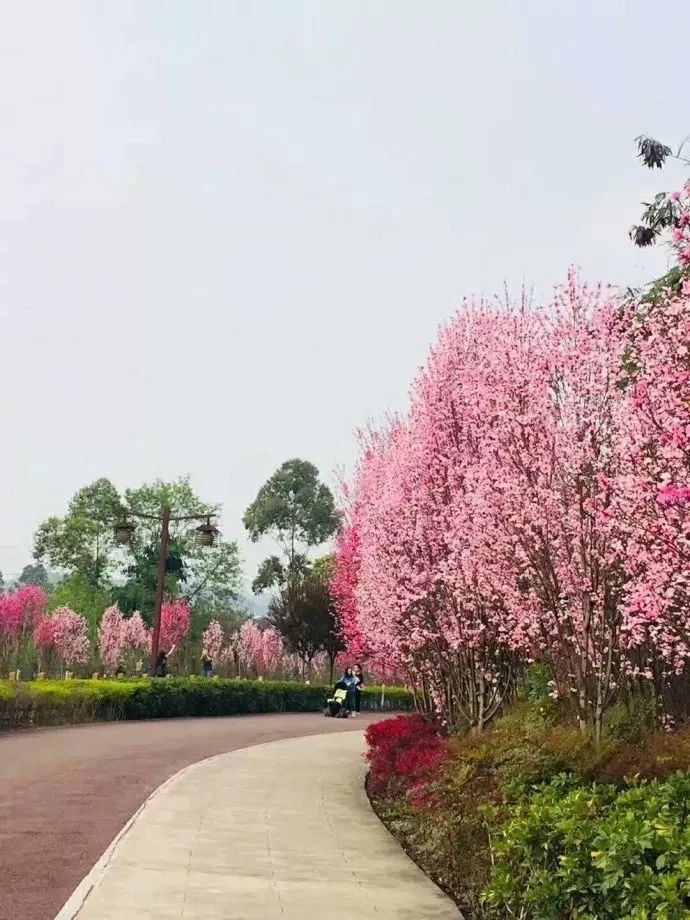 实拍绿心路的海棠红梅已花开成片接下来更是美到爆大批游客即将刹拢