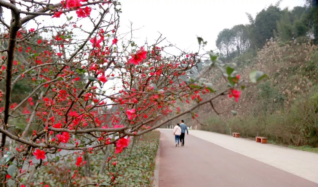 实拍绿心路的海棠红梅已花开成片接下来更是美到爆大批游客即将刹拢