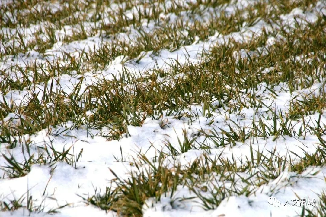 禹城的乡村雪景,太漂亮了,这是哪里?