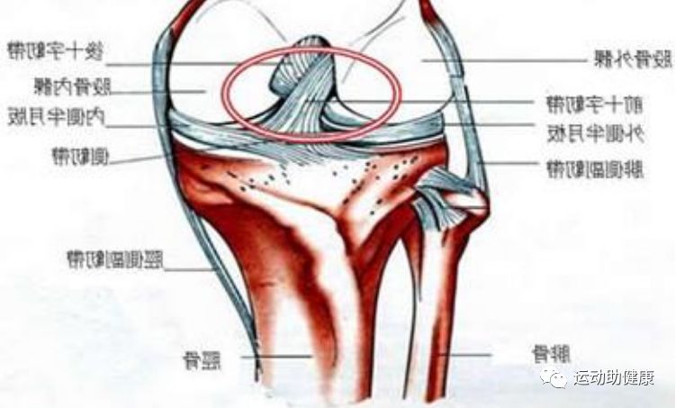 何谓前交叉韧带?它因何受伤甚至断裂?