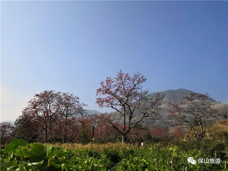 kapok 潞江坝 木棉花 0 1 地理位置 云南省保山市隆阳区潞江镇