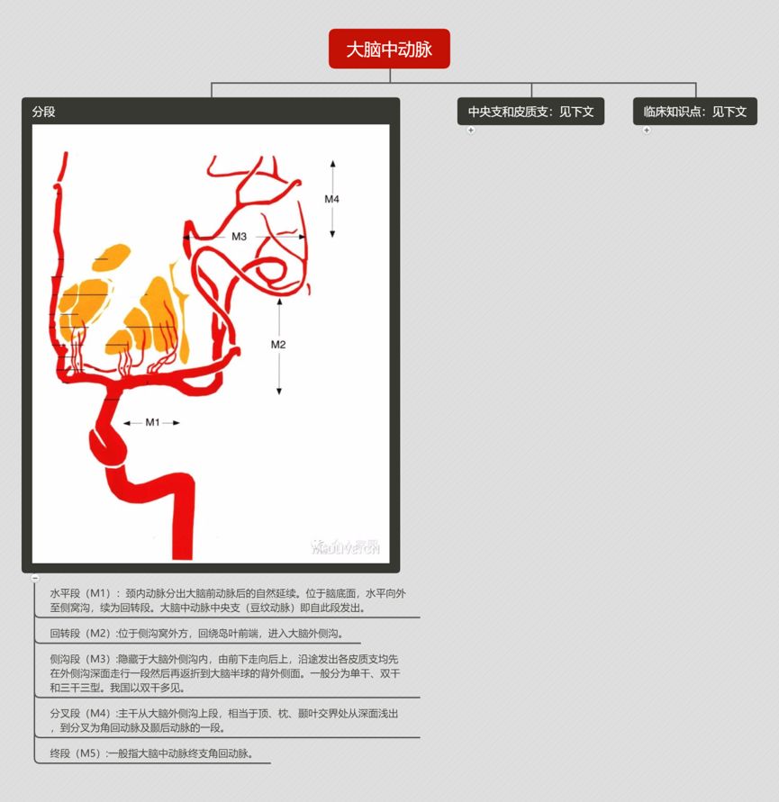 中央支和皮质支,临床知识点大脑中动脉的分段,6皮质支和中央支,临床