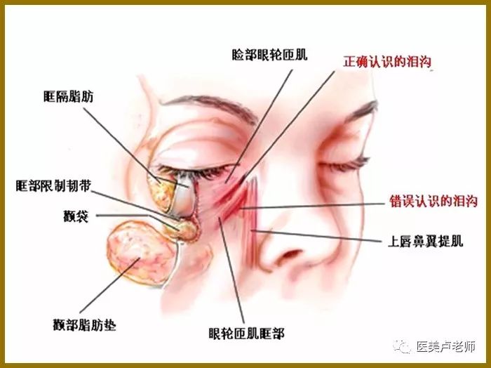 韧带在面部年轻化中的作用