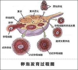 卵泡发育不良是指在卵泡晚期,卵泡生长始终不能达到成熟卵泡大小,且