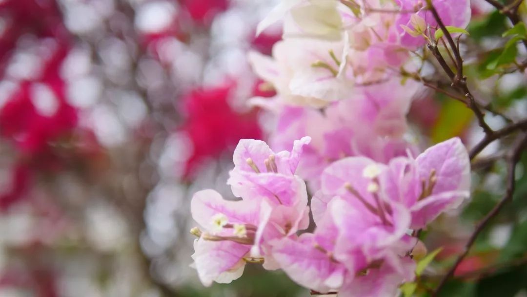 美了醉了市花公园花开正欢