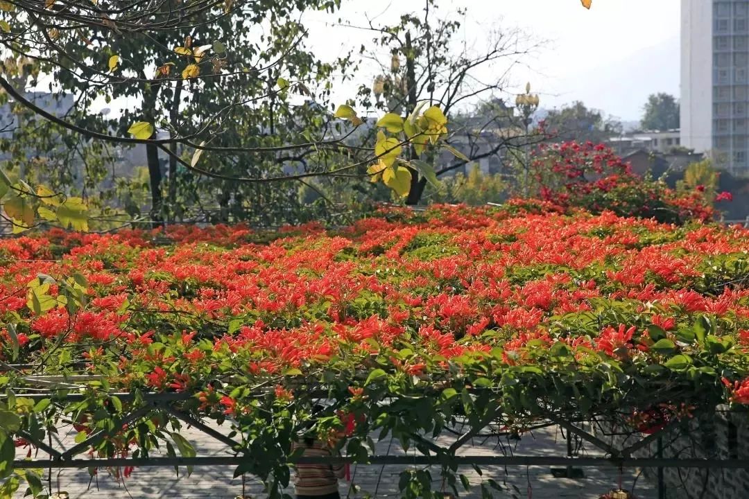 让你在西昌一年四季都有花可赏