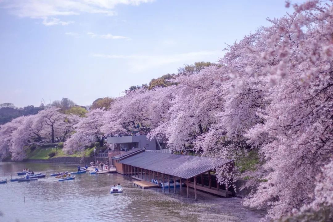 2019年【日本樱花】绽放时间表!