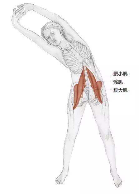 4个腰腹肌肉强化动作,让你拥有运动员一样的健美身材