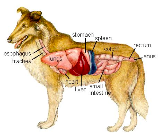 纽贝健营养专题 激素对犬猫消化时产生的作用是什么 狗狗