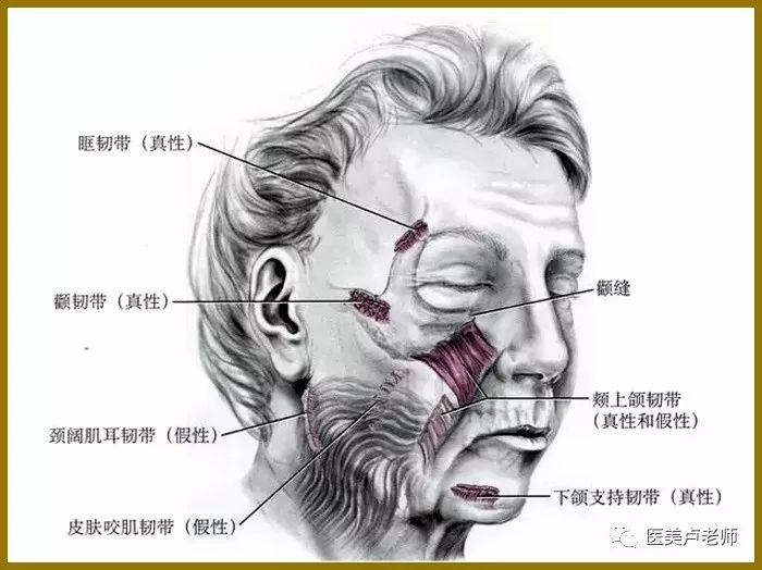 颊上颌韧带(真假性:起于颧-上颌骨缝骨膜,止于其浅面皮肤,固定皮肤