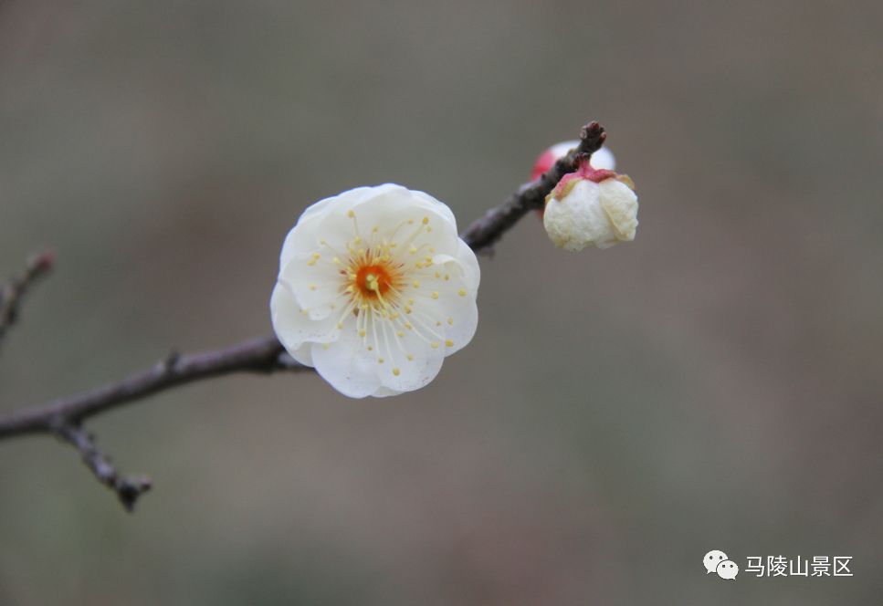 知否知否马陵山的梅花已悄然跃枝头