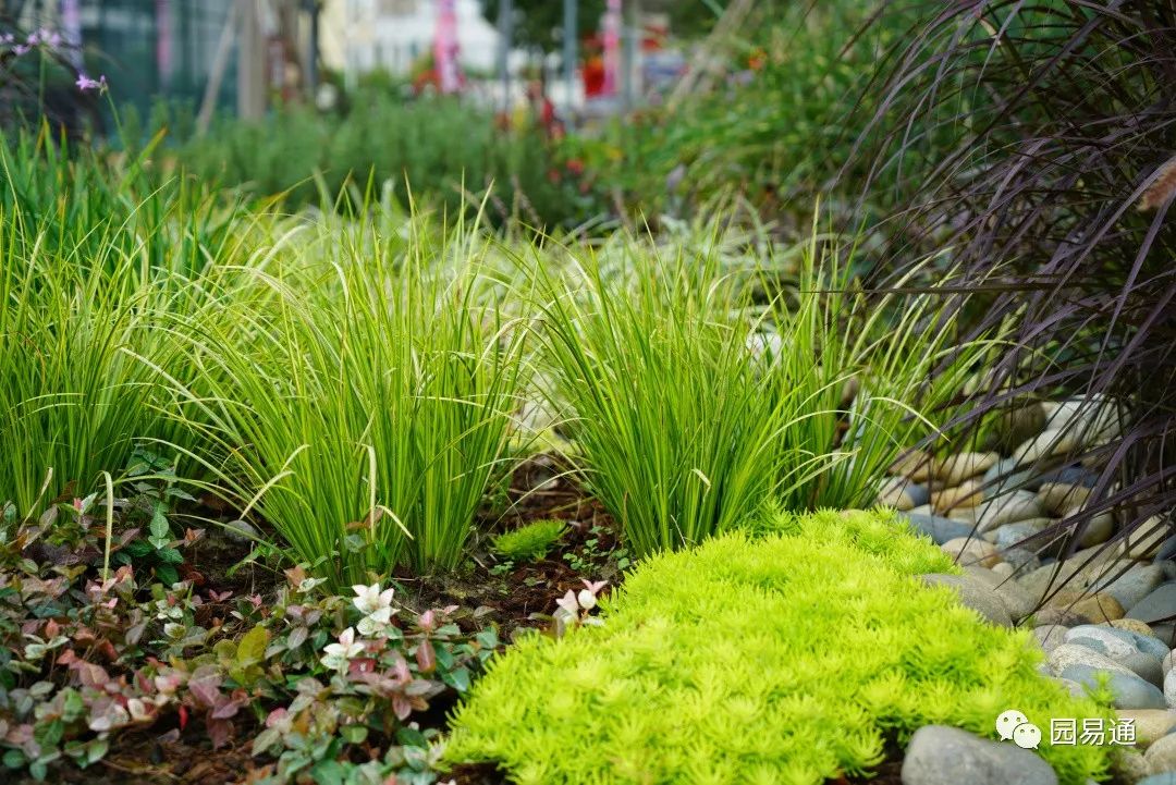 凤凰绿苔草,粉黛乱子草,晨光芒,花叶芒,禾叶大戟,千鸟花,紫娇花,柳枝