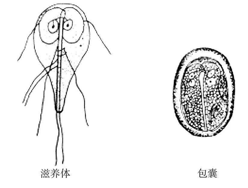 贾第虫滋养体和包囊