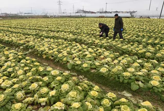 玫瑰白菜了解一下情人节被拒收还能下锅