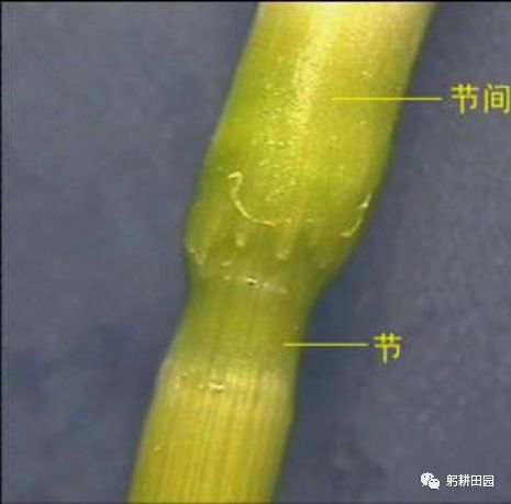 小麦茎秆结构