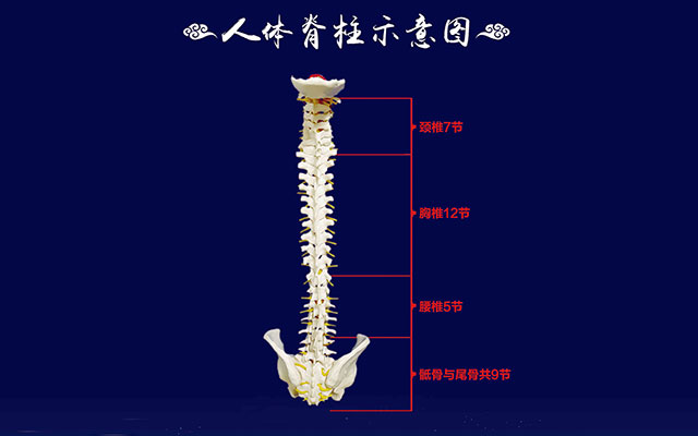 颈椎7节,胸椎12节,腰椎5节,骶骨和尾骨共9节.