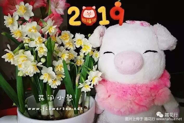 19猪猫小园延时花开 水仙迎春 视频