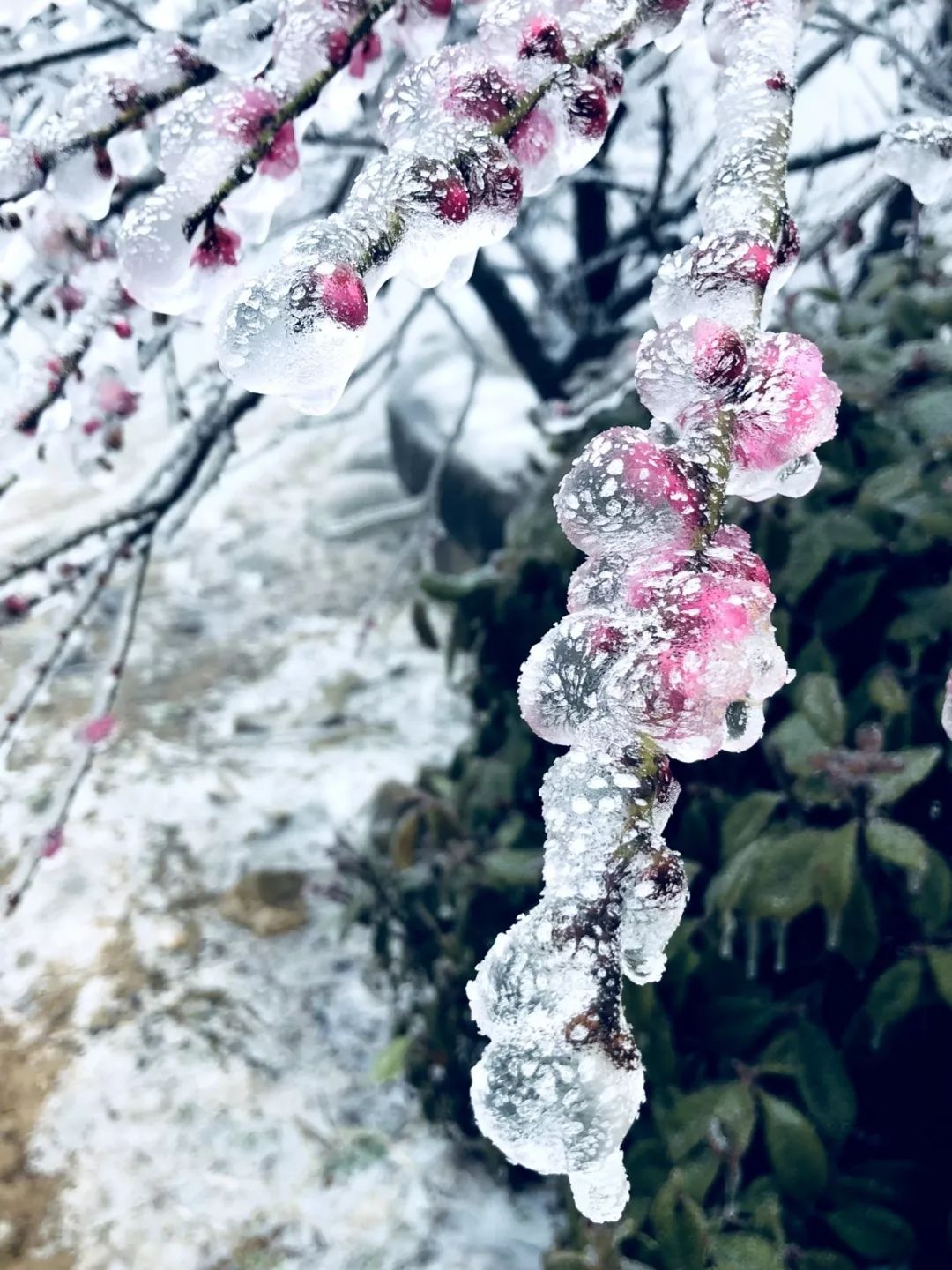 "花著冰绡"