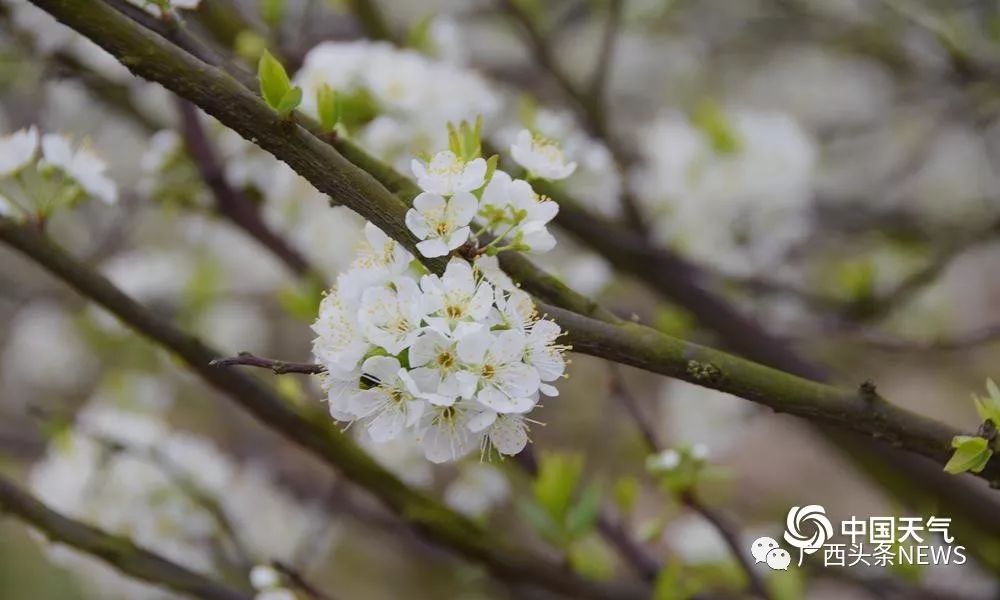 美爆了樱花桃花李花广西这些地方花开成海