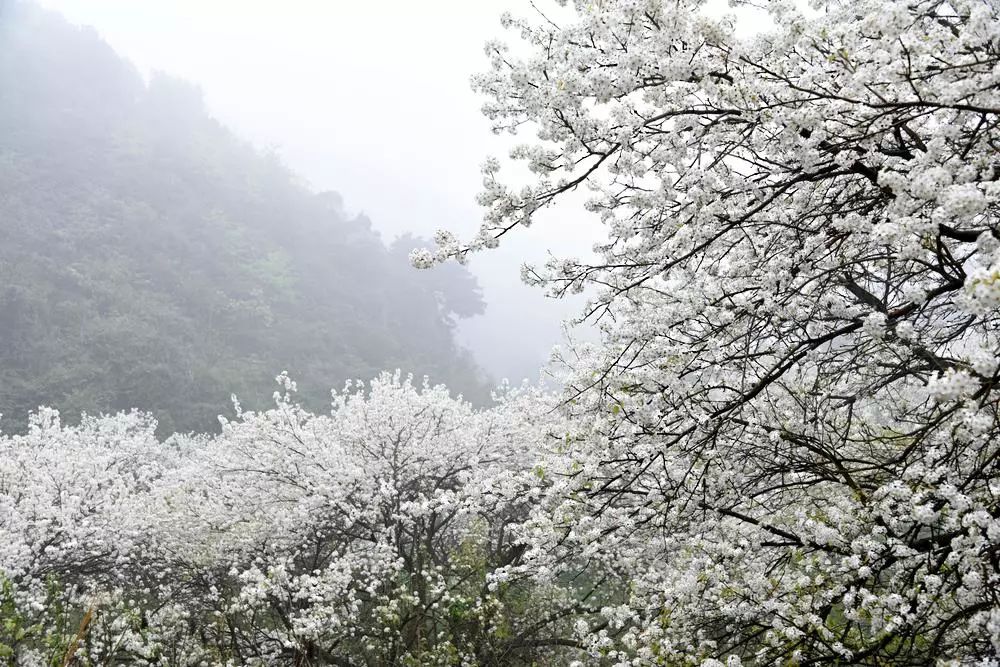 板城镇人口_春节钦州各大景点放大招 板城梨花节年初十约起,戳攻略(3)