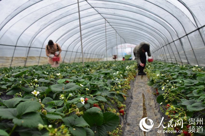 高清组图:草莓夫妻的"甜蜜"事业