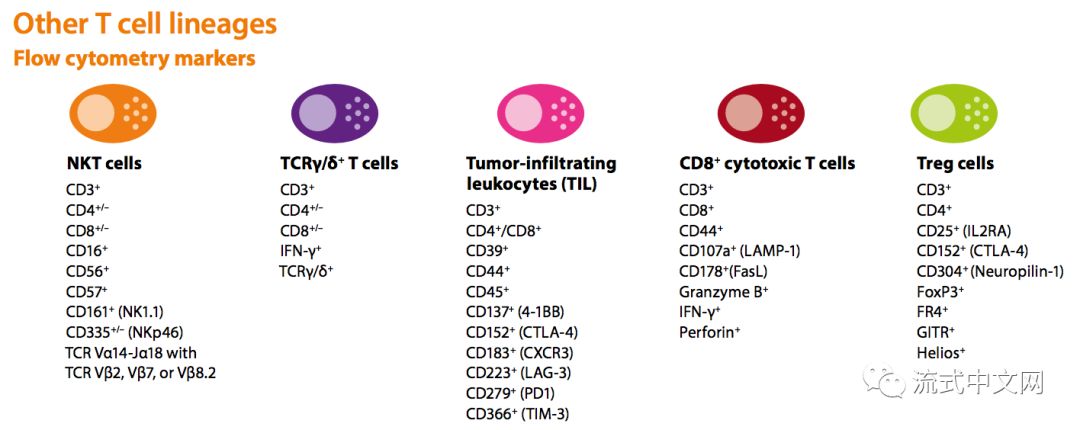 经典热帖人小鼠t细胞功能分群