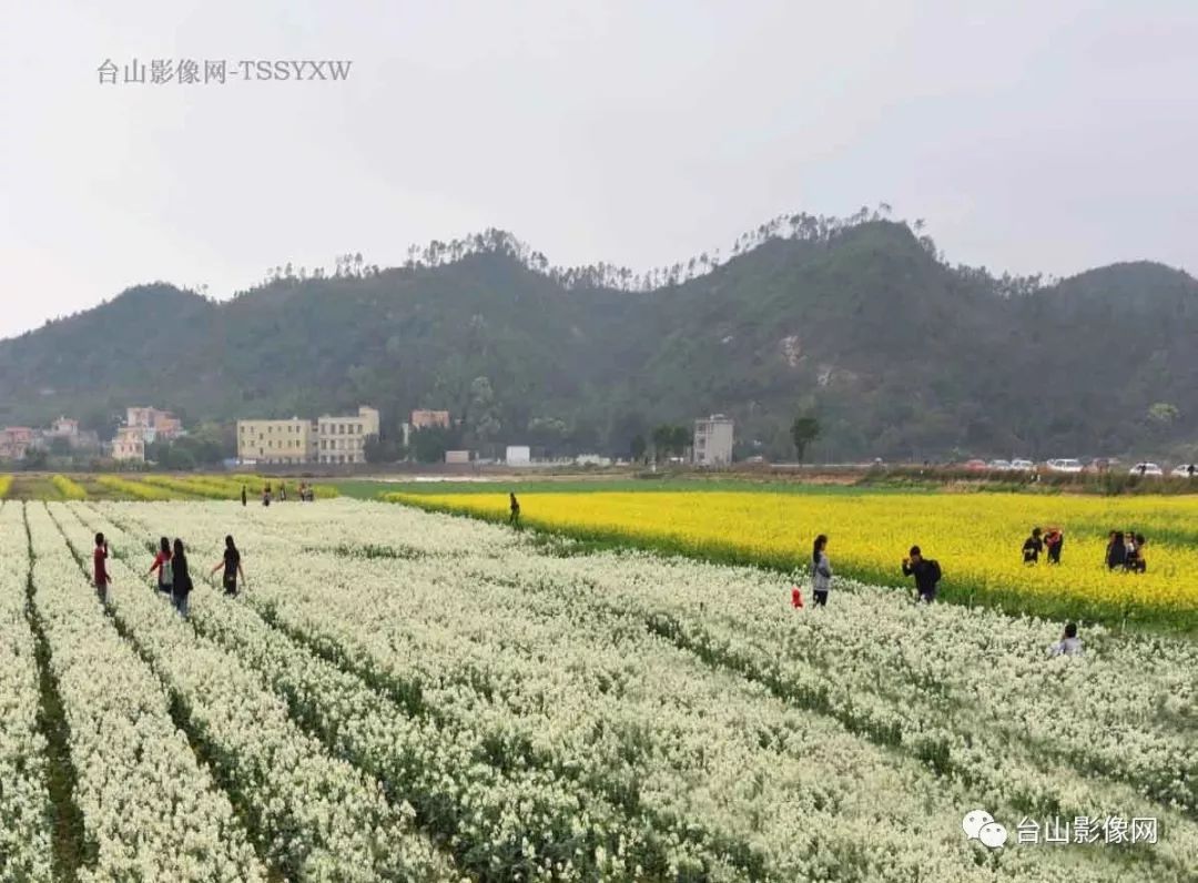 江门台山广海"网红"花海来袭,宛若"世外桃源"丨图赏苑