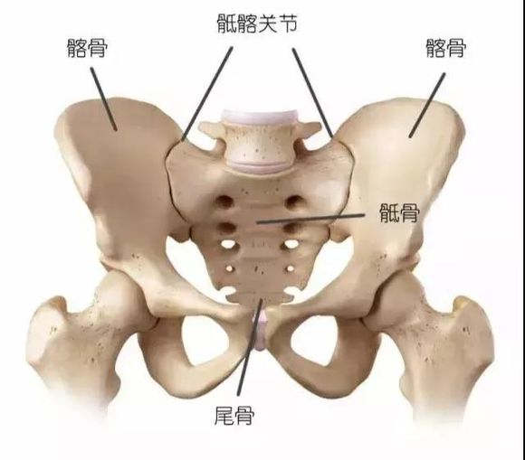 知道骨盆是一个很坚硬稳定的结构,骨盆又是由很多块的关节和骨头组成