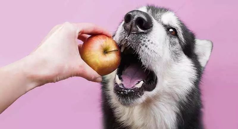 孝乐 | 小狗不能吃的水果有哪些?