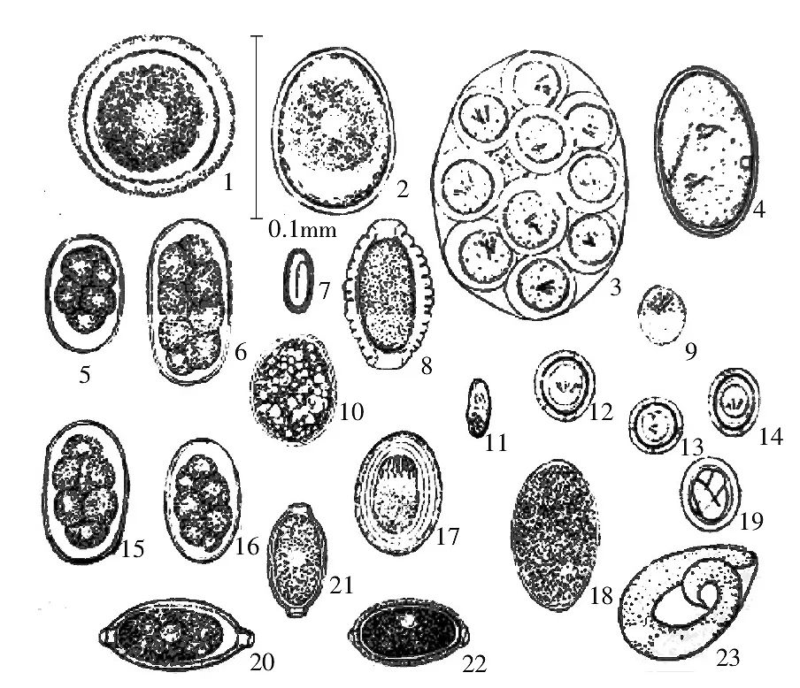 狮弓首蛔虫卵 3.犬复孔绦虫卵 4.锯齿舌形虫卵 5.犬钩虫线虫卵 6.