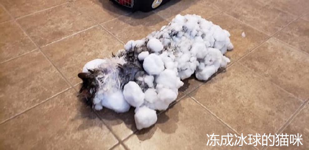 零下13度猫咪被冻成冰球,体温计都测不出体温