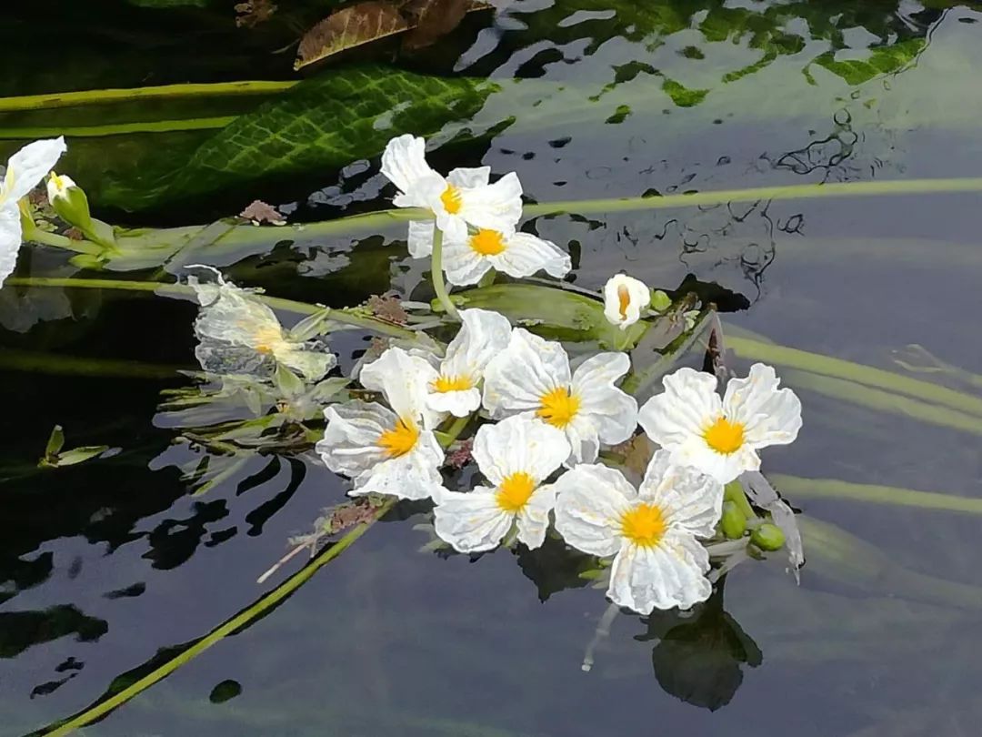 不过煮着吃是最营养的,海菜花全身是宝,从菜苔到花都能吃,煮汤,凉拌