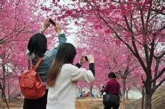 【韶关樱花节】韶关樱花公园 马坝人遗址踏春一日_浈江区