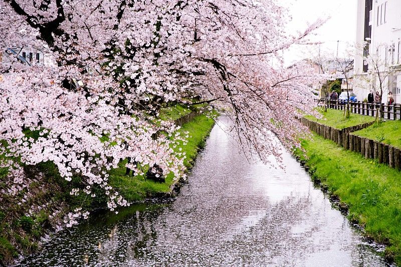 又到一年樱花季,送您一份"霓虹国"最全赏樱地图!