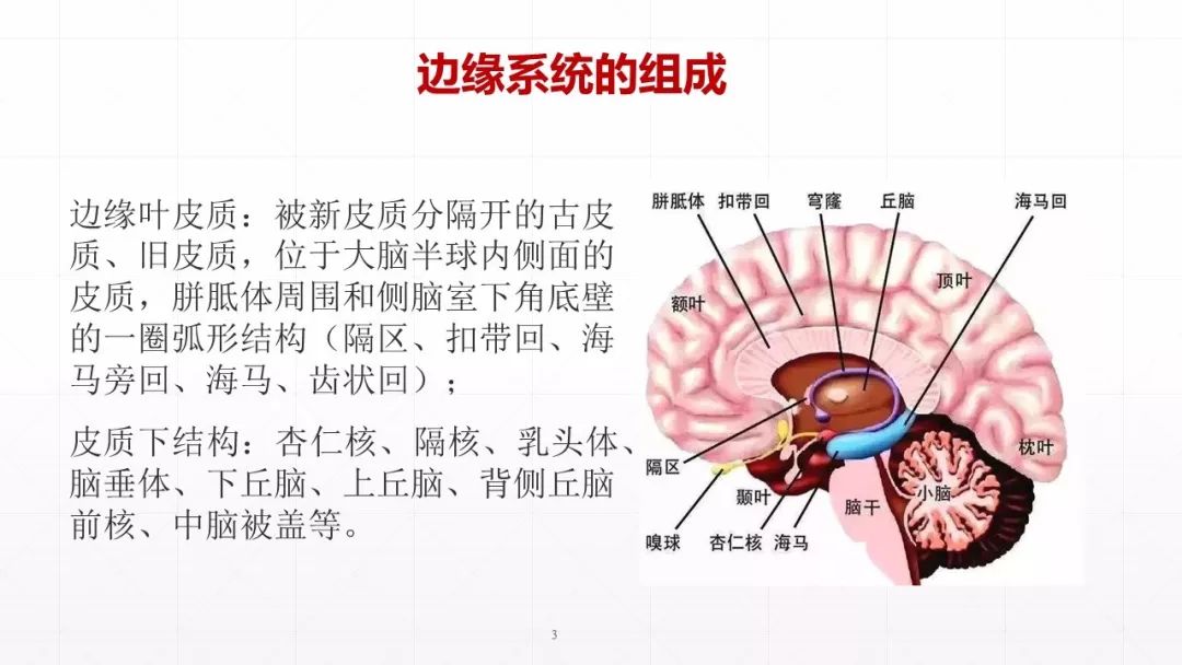 边缘系统的功能与定位分享