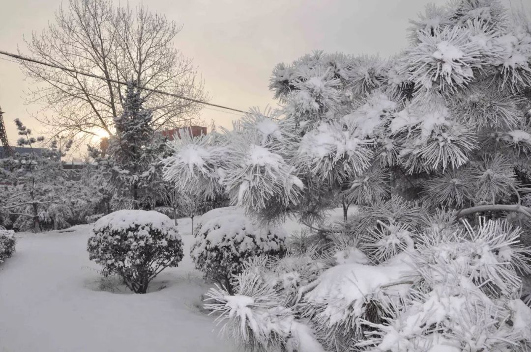 银松雪柳 玉树琼花 晋钢"树挂"美不胜收