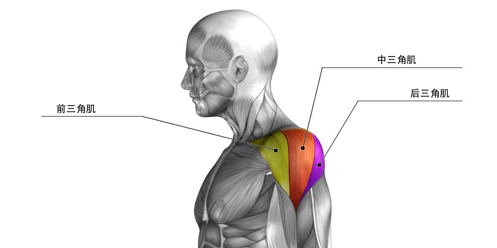 三角肌撕裂怎么办?该如何康复?