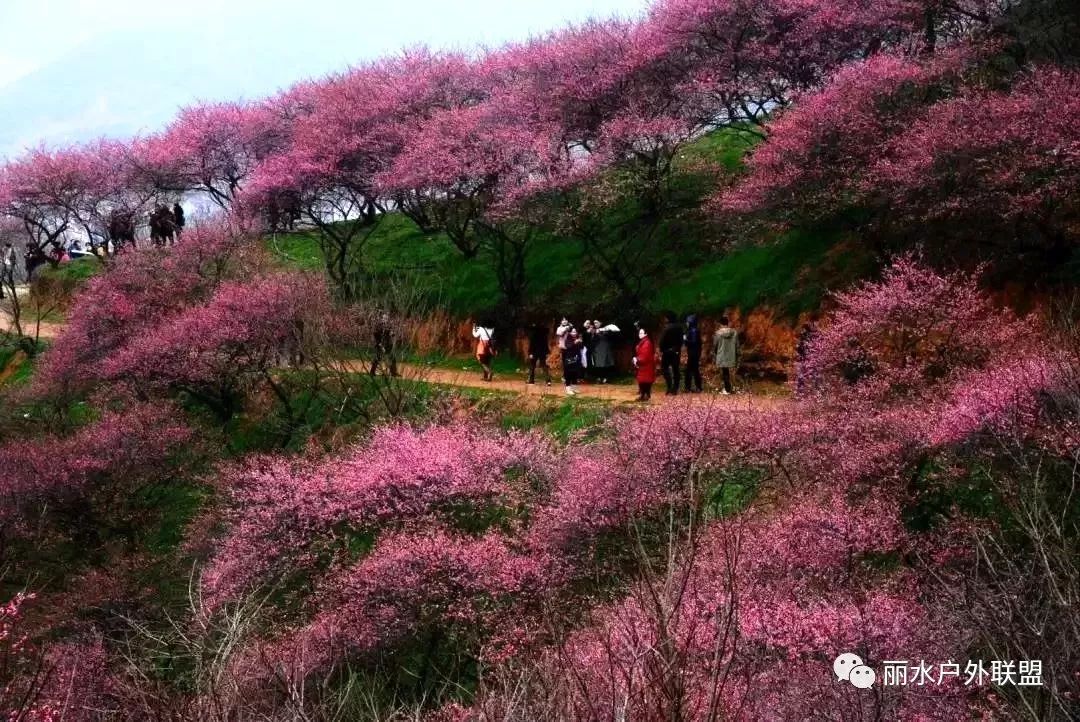 [休闲赏花] 2.24 赏最火网红村新建梅花谷 寻访民国古镇岩头村