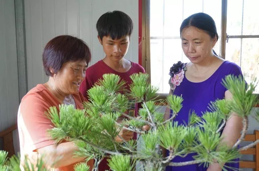 盆景爱好者沈皆荣在制作文人木盆景江苏盆景协会联盟选派的冷瑞露在制