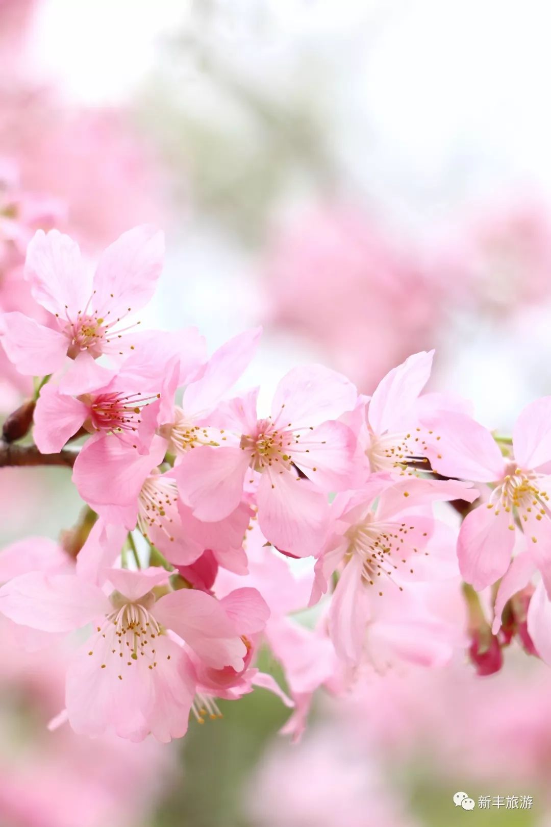 早春二月,新丰这个梦幻秘境,吉野樱花开胜雪,惊艳了春光!