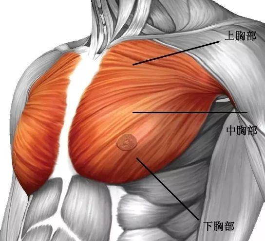 在健身界,臂屈伸被认为能够刺激胸大肌下部,雕刻胸外侧及下沿的线条.