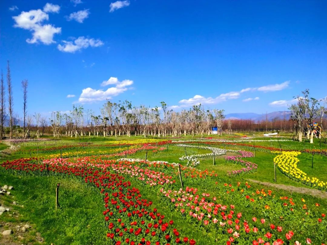 四季花海,迷宫园,怪树林,竹林烧烤,儿童游乐园.