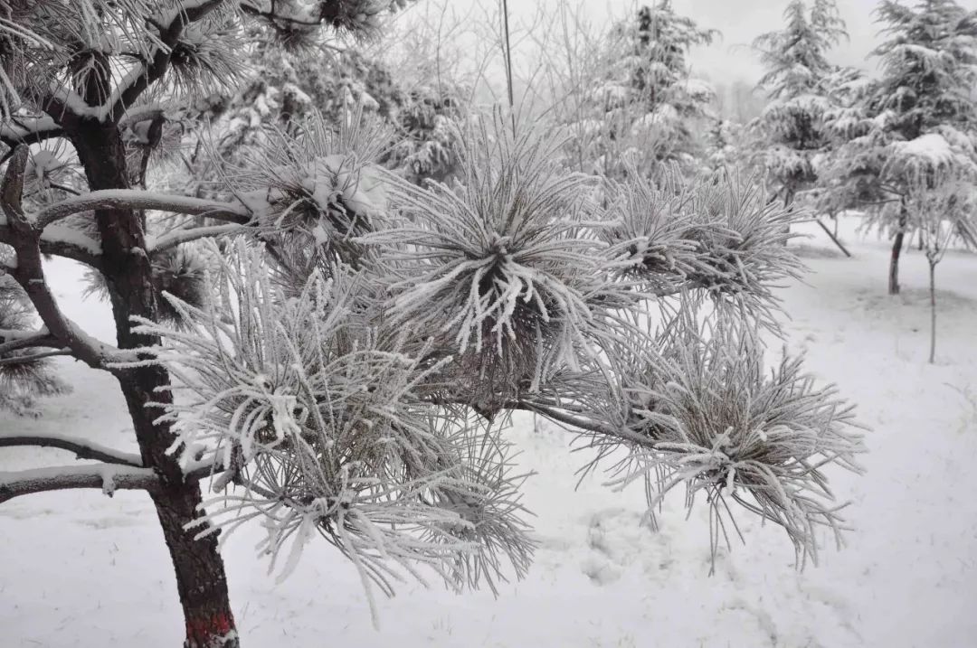 银松雪柳 玉树琼花 晋钢"树挂"美不胜收