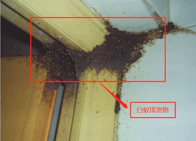 但也要降低白蚁进入室内的风险,白蚁需要水分,因此要时刻保持房屋周围