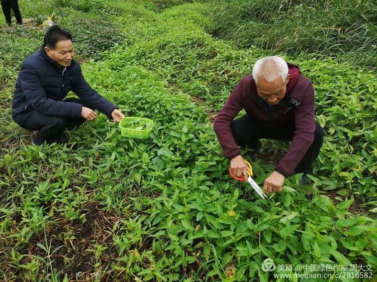 温泉烫空心菜您吃过了吗