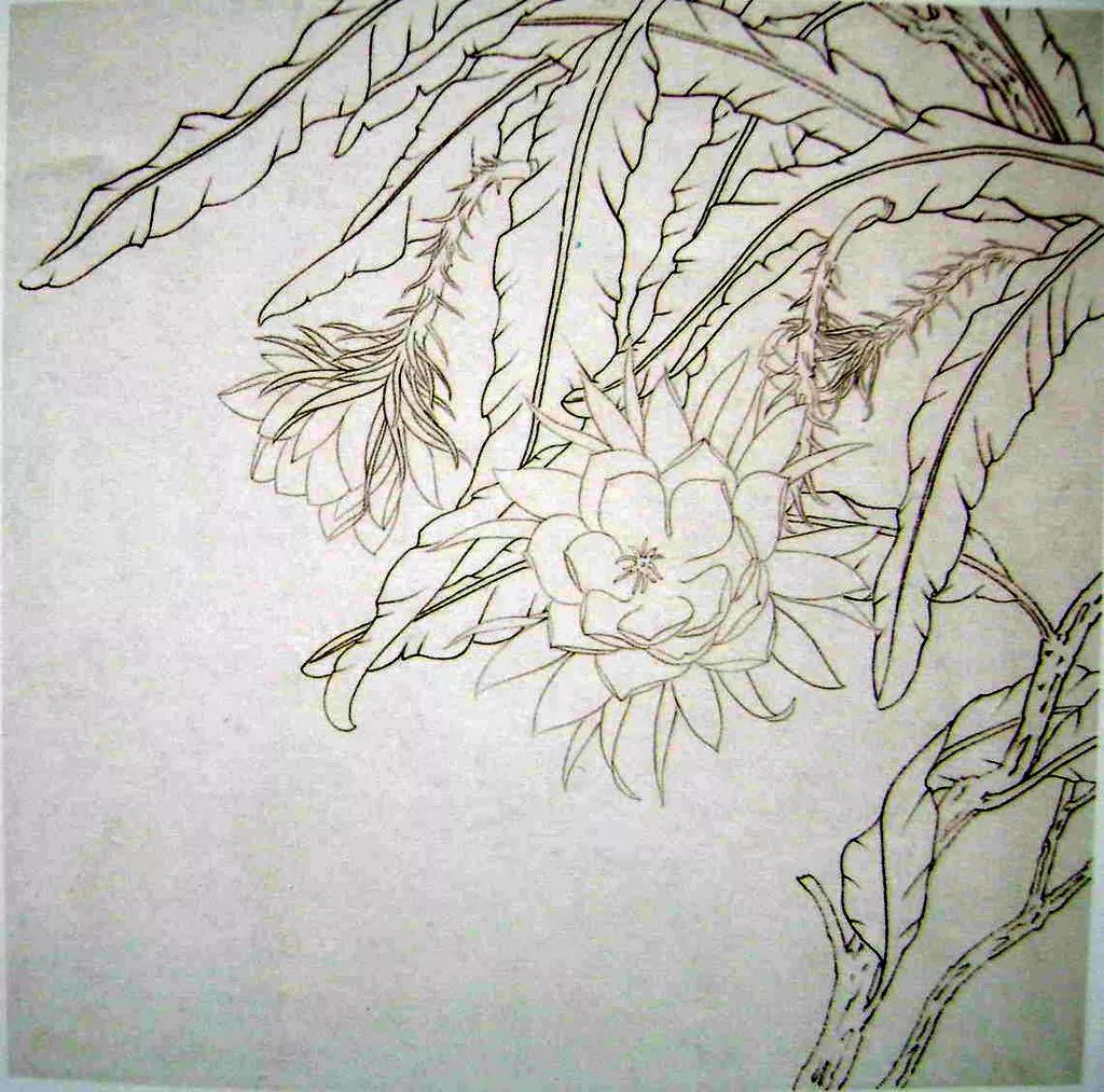 昙花工笔技法步骤 骤一:白描勾线, 淡墨勾花,重墨勾叶,中墨枯笔勾ゾ 