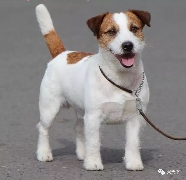 视频2019年西敏寺犬展拉塞尔梗bob由朴杨杰克之家特约点播